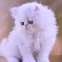 بچه گربه پرشین سفید