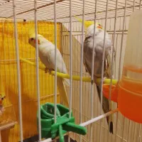 یک جفت عروس لوتینو با جوجه|پرنده|شیروان (خراسان), |دیوار