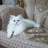 گربه نر پرشین