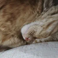 گربه DLH|گربه|تفت, |دیوار