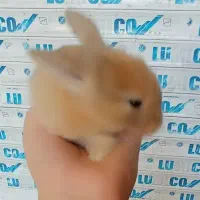 خرگوش لوپ|موش و خرگوش|رشت, جانبازان|دیوار