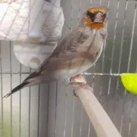 سهره دورگ دست آموز بخان بافیلم بروز|پرنده|تبریز, |دیوار