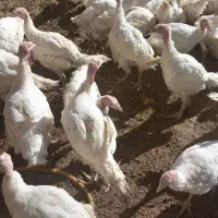 بوقلمون|حیوانات مزرعه|دهگلان, |دیوار