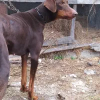 سگ دوبرمن|سگ|فومن, |دیوار