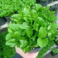 پیش فروش سبزه نارنج