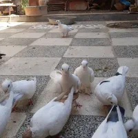 کبوتر زینتی|پرنده|اهواز, بهارستان|دیوار