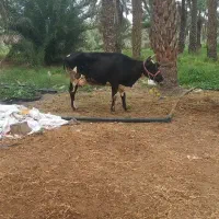 گاو با گوساله سمینتال ماده