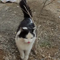 گربه پرشین نژاد دار بسیارارام