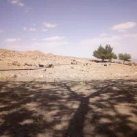 فروش بزغاله چاق صحراچر