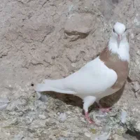 کبوتر|پرنده|شیروان (خراسان), |دیوار