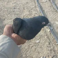 جوجه زاِغ پرشی