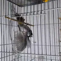 سیره کرمان|پرنده|دزفول, |دیوار