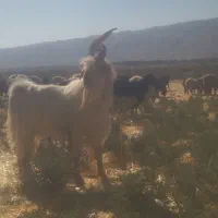 یک عدد پازن شاخ انبری نازدار