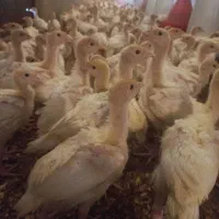 بوقلمون بیوتی گوشتی