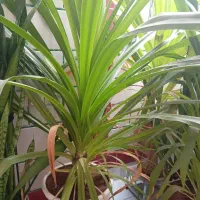 گل بزرگ همراه با گلدان|گل و گیاه طبیعی|پاتاوه, |دیوار