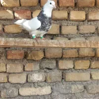 کبوتر پرشی|پرنده|خرمشهر, |دیوار