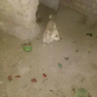 جولی ماده یک ساله ونیم باهوش|سگ|نیشابور, دهنو لکزی|دیوار