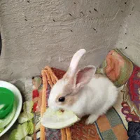 خرگوش