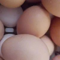 تخم نطفه دار