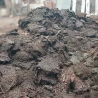 کود گوسفندی