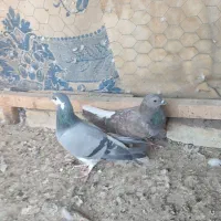 کبوتر سیمونی وکبوتر سینه خرقه کامل دمگیر|پرنده|اصفهان, طامه|دیوار