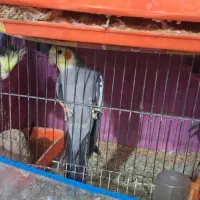 3000000|پرنده|نیک شهر, |دیوار