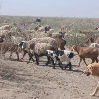 دو میش زاییده بره ماده میش داشتی جوان دو زه