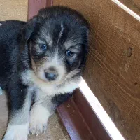 نژادآلابای