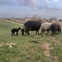 قوچ جوون سرحال