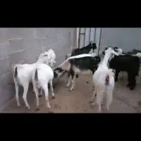 فروش ۱۰ تا بز بربری  ۴تا کهره دار ۶تا آبستن نزدیک|حیوانات مزرعه|مهر, |دیوار