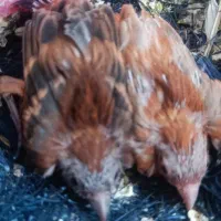 یه جفت قناری با دو تا جوجه|پرنده|شیراز, گلدشت معالی‌آباد|دیوار