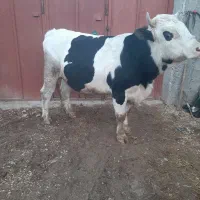 گوساله نر|حیوانات مزرعه|مرودشت, گندم|دیوار