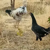 مرغ و خروس