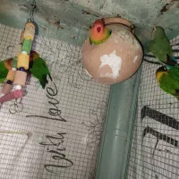 دو جفت کوتوله