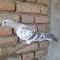 کبوتر