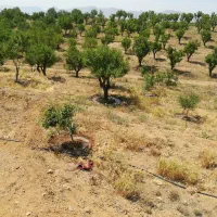 2000 متر باغ بادام(نقد یا معاوضه با ماشین)|فروش زمین و ملک کلنگی|سامان, |دیوار