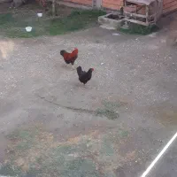 ۱جفت مرغ وخروس جوان