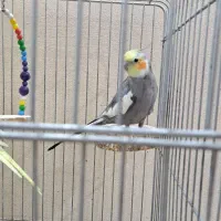 عروس هلندی|پرنده|ری, دیلمان|دیوار