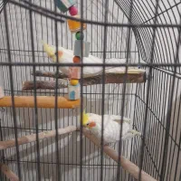 عروس هلندی لوتینو