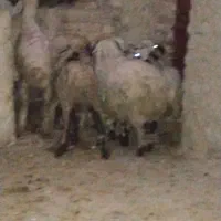 بره یک نر هفت تا ماده قیمت مناسب بردسیر|حیوانات مزرعه|کرمان, |دیوار