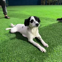 سگ گمشده در شهریار