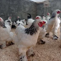 تخم مرغ برهما لایت|حیوانات مزرعه|خوی, |دیوار