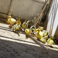 جوجه قوغاز اکراینی