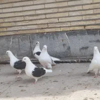 دوکت پرشی|پرنده|بندرلنگه, |دیوار