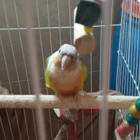 عروس هلندی وگرینچیک|پرنده|شفت, |دیوار