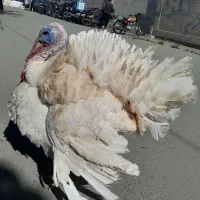 بوقلمون گوشتی