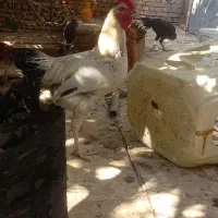 خروس گلین جوان