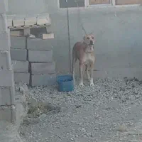 واگذاری سگ|سگ|کبودرآهنگ, |دیوار