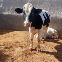 گوساله نر داشتی