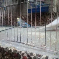 مرغ عشق|پرنده|سراوان, |دیوار